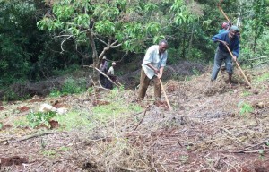 community members digging holes for reforestation