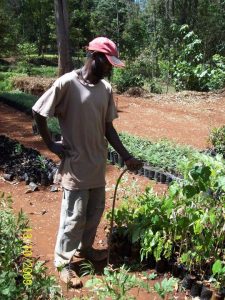 MEMBER OF SAVE MOUNT KENYA WATERING THE SEEDLINGS