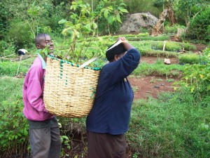 Members transporting seedlings during planting seasons