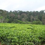 mount_kenya_forest mount_kenya_forest