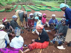 puting soil in the polythene bags