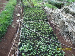 tree_seedlings_in_our_nursery tree_seedlings_in_our_nursery